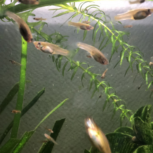 Guppy mâles ou femelle de différentes taille