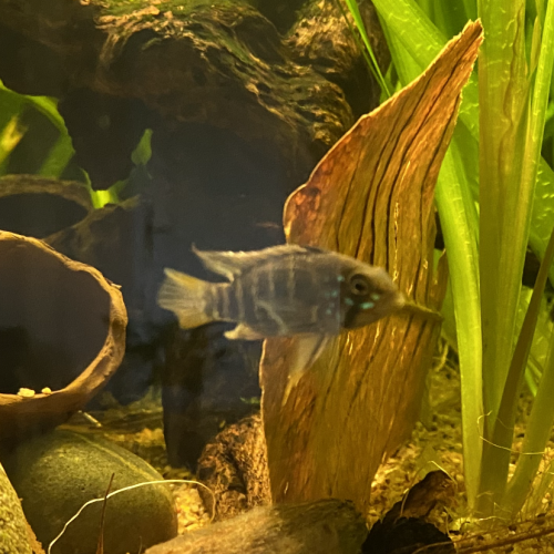 Apistogramma