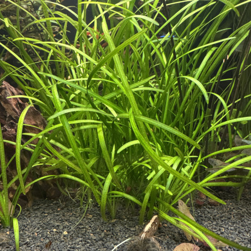 Sagittaria lorata