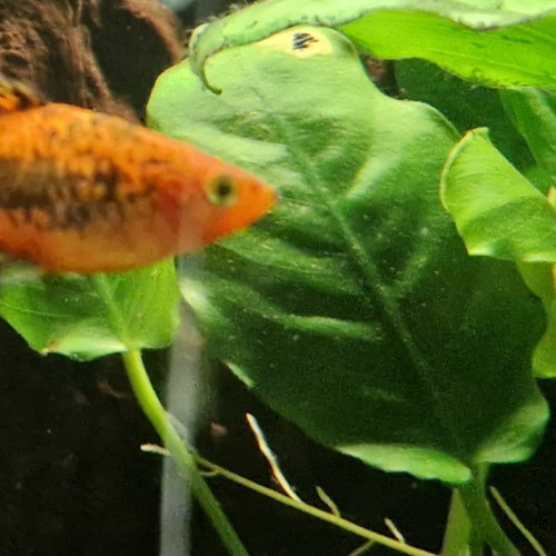 2 platys males subadultes