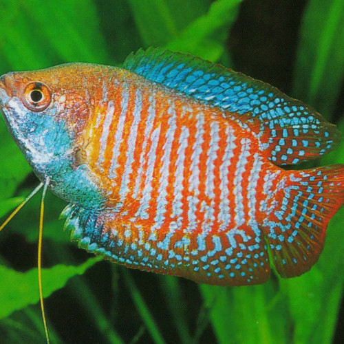 Donne Gourami Mâle