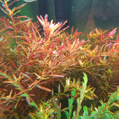 Rotala H'RA