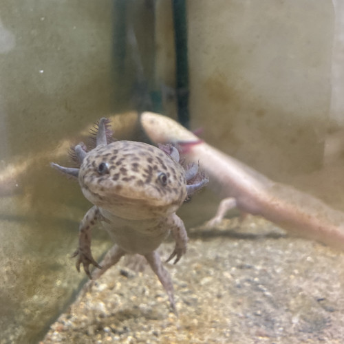 Deux axolotls