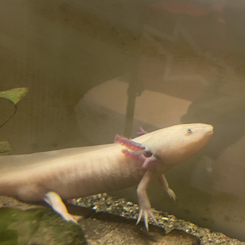 Deux axolotls