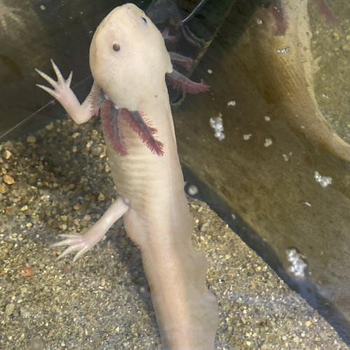 Deux axolotls