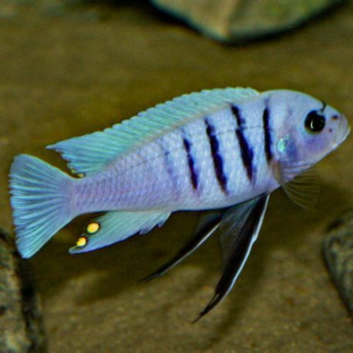 cinotilapia