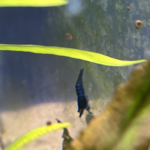 Crevette neocaridina blue dream oe