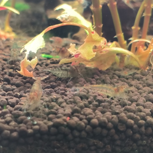 Vends crevettes neocaridina