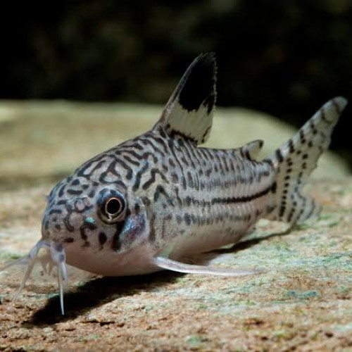 6 corydoras à trois bandes