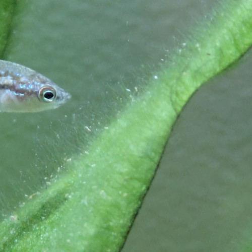 Donne Gouramis Grogneurs Nains