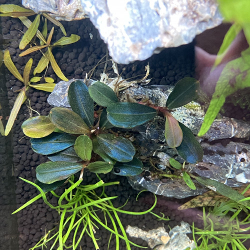 Plantes d'aquarium / Aquatiques / Paludarium