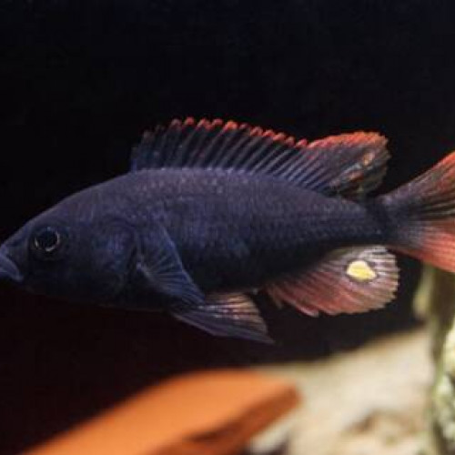 Haplochromis nubilus