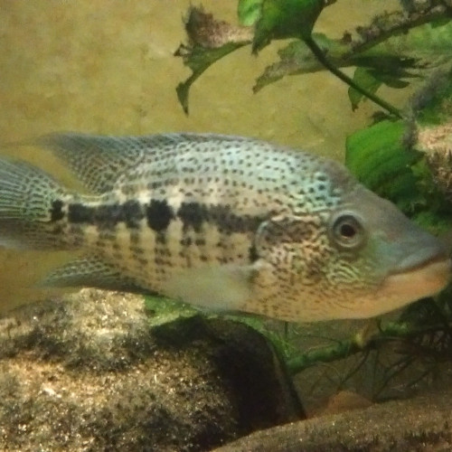 Parachromis dovii