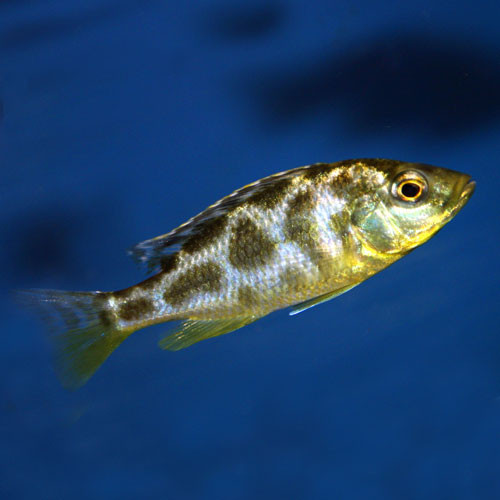 Nimbochromis venustus