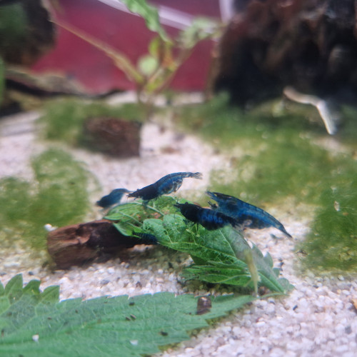 Crevette blue velvet