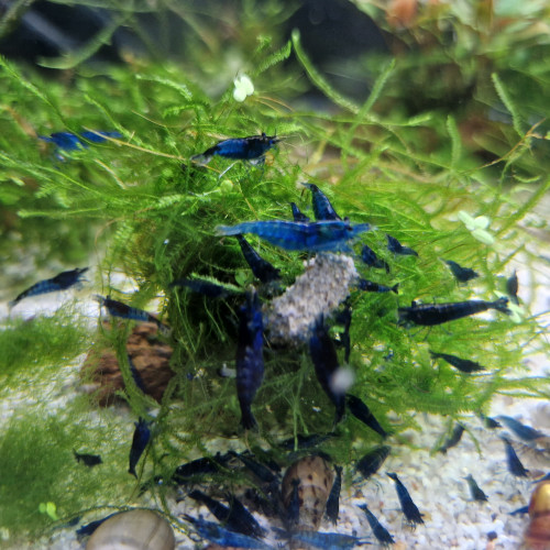 Crevette blue velvet