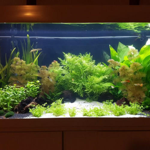 Plante aquatique