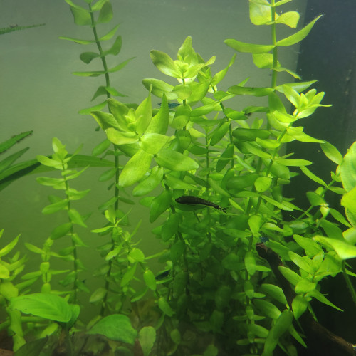 Bacopa caroliaia