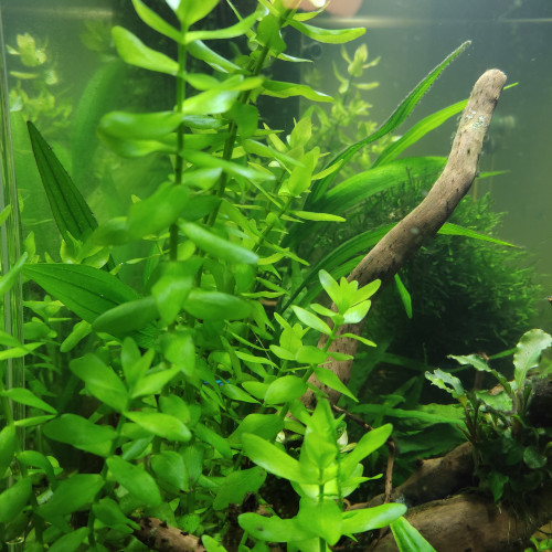 Bacopa caroliaia