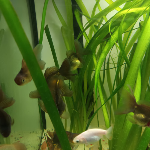 Poisson rouge oranda