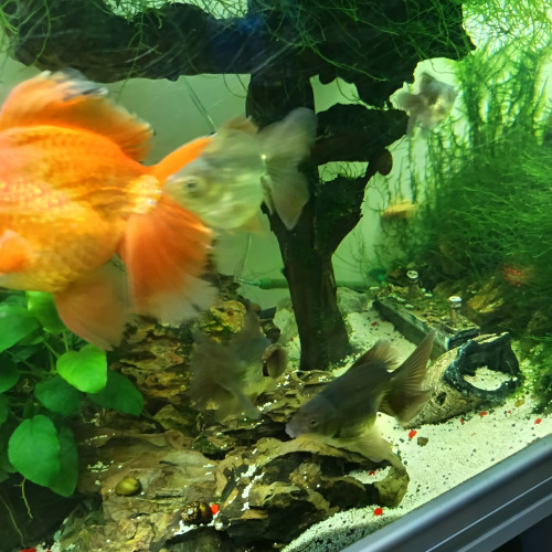 Poisson rouge oranda