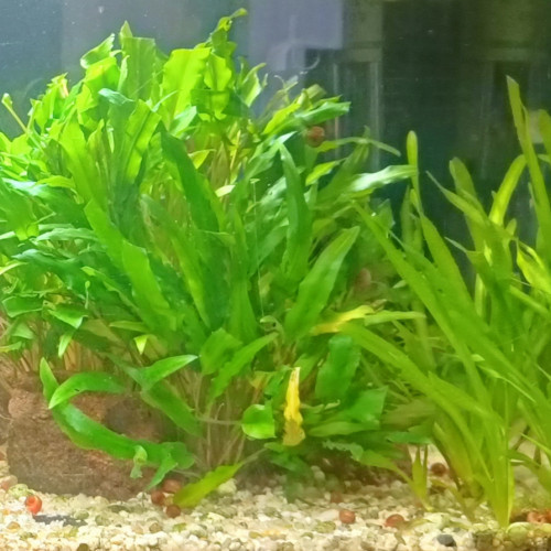 Donne Cryptocoryne & Vallisneria