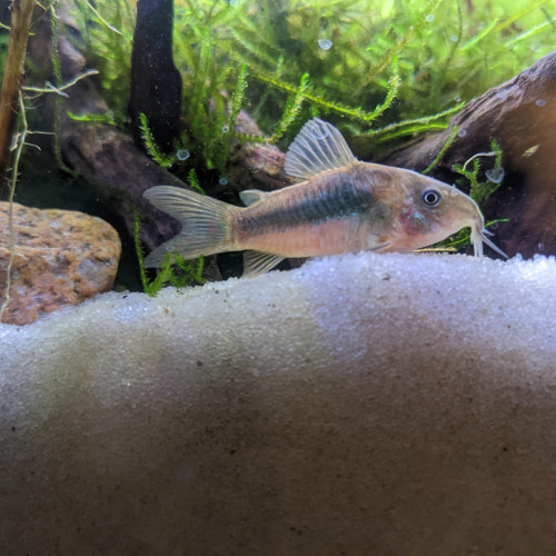 Corydoras Bronze