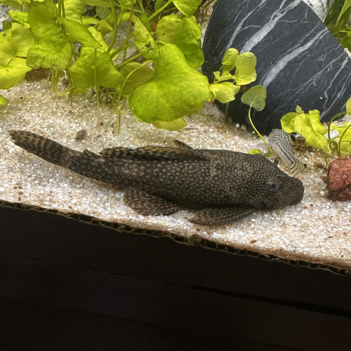 Ancistrus femelle 13cm