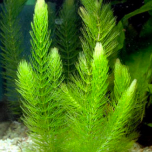 Ceratophyllum (plante à planter ou à laisser flotter)