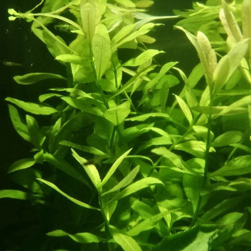 Hygrophila verte