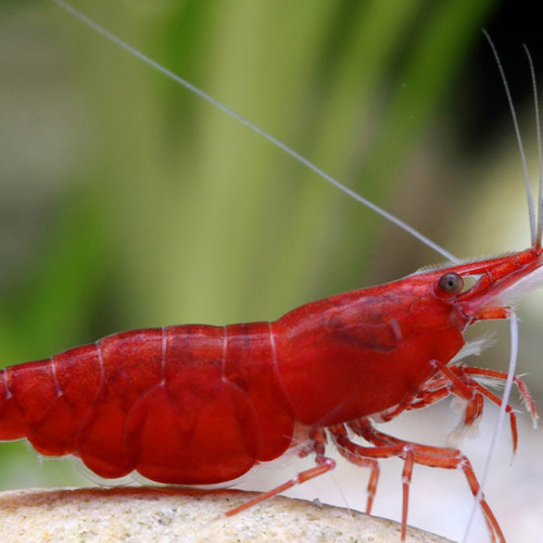 Neocaridina red cherry