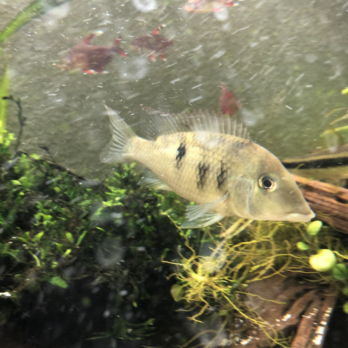 Geophagus pellegrini