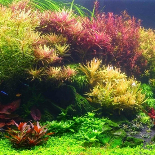 Plantes aquarium