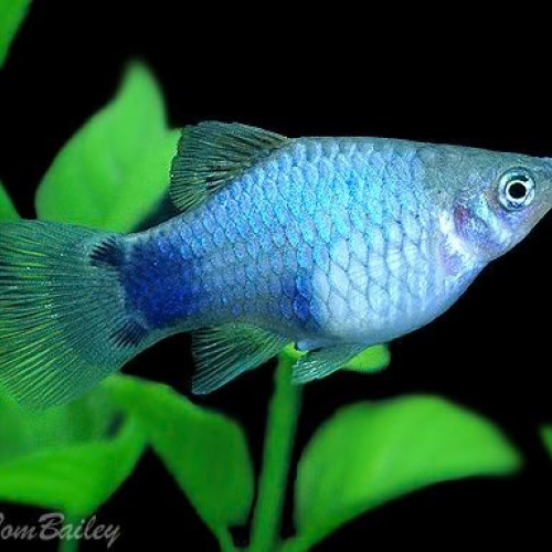 platy Mickey mouse bleu acier