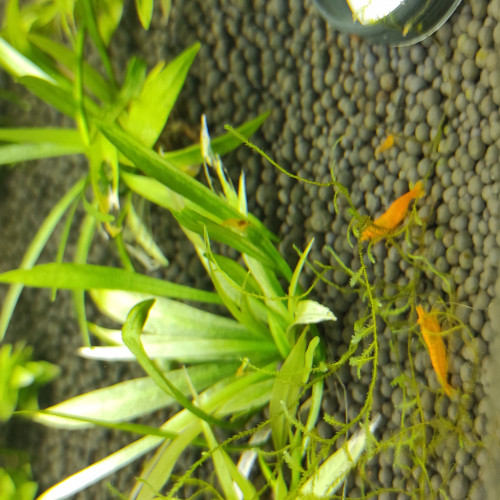 Crevettes orange Sakura