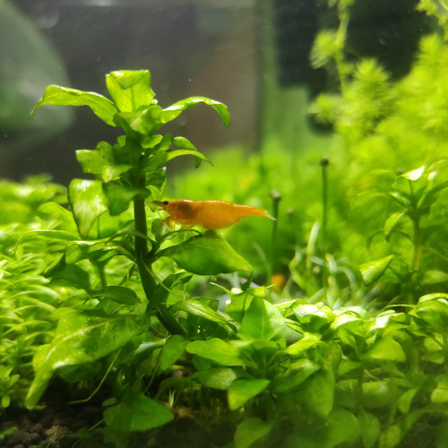 Crevettes orange Sakura