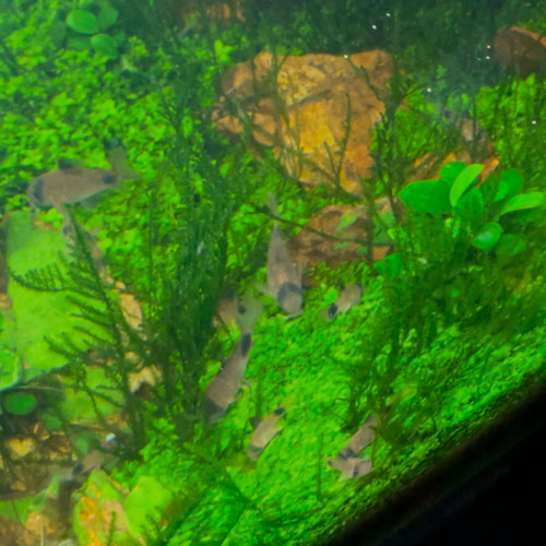 Corydoras Panda