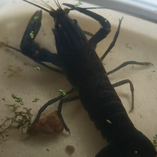 Cherax quadricarinatus