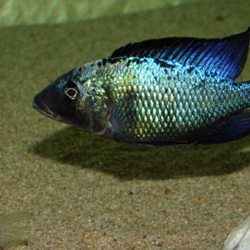 Recherche  Fossorochromis rostratus