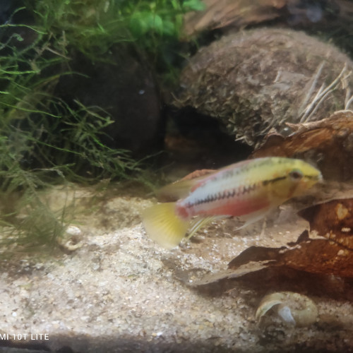 Couple d apistogramma hongsloi red