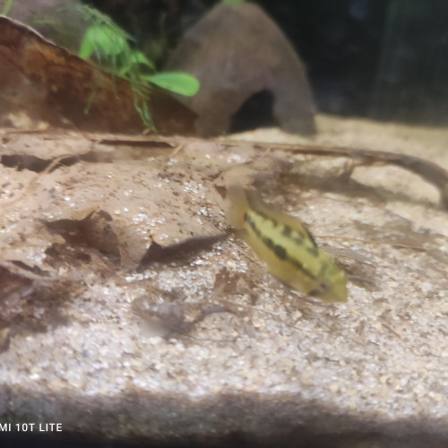 Couple d apistogramma hongsloi red