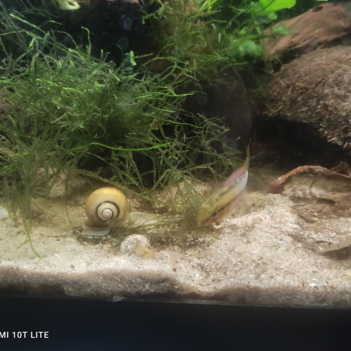 Couple d apistogramma hongsloi red