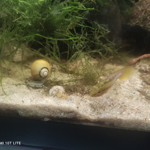 Couple d apistogramma hongsloi red