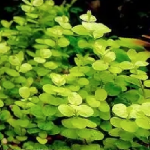 Lysimachia nummularia 'Aurea' , herbe aux écus