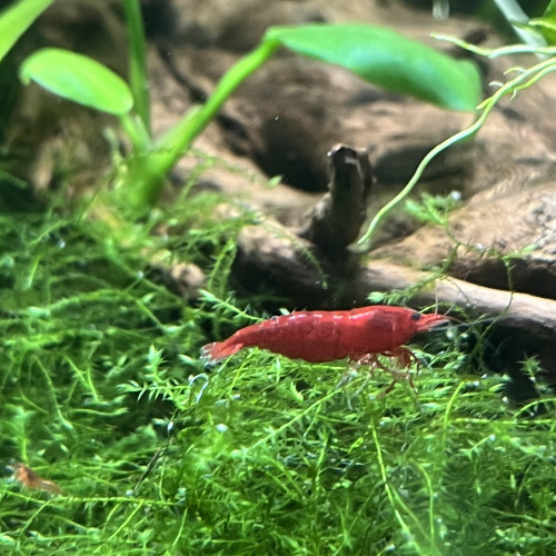 Crevettes neocaridina bloody mary