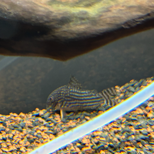 3 Corydoras a donner