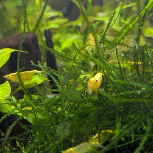 Crevette neocaridina yellow