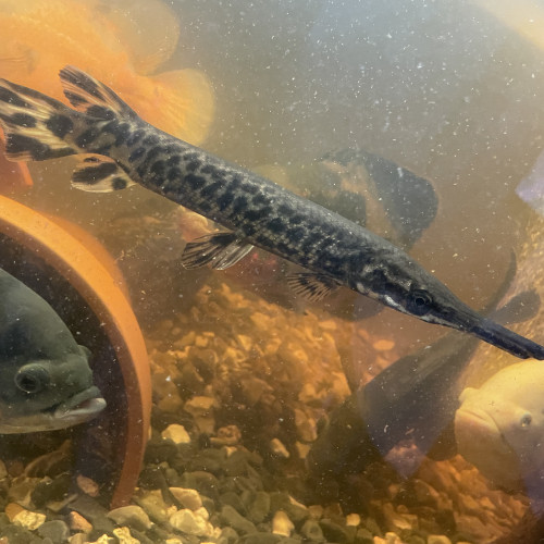 Lepisosteus Oculatus (poisson Aligator)