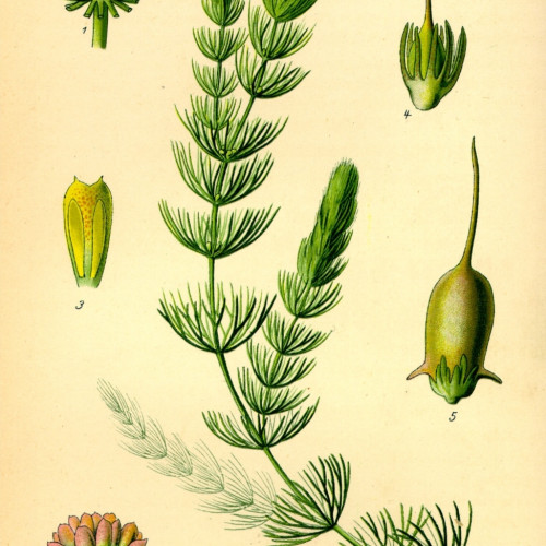 Ceratophyllum demersum