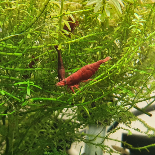 Neocaridina sakura extra red